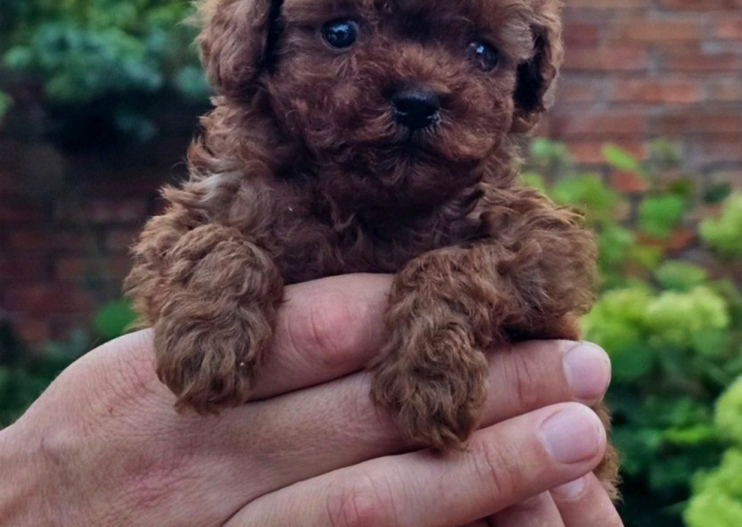 Toy Poodle Mini Yavrular